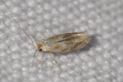 <i>Bucculatrix bechsteinella</i>
