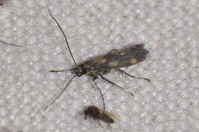 <i>Euspilapteryx auroguttella</i>