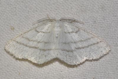 <i>Cabera pusaria</i>