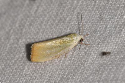 <i>Earias clorana</i>
