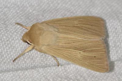 <i>Mythimna pallens</i>