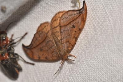 <i>Drepana curvatula</i>