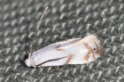 <i>Pseudopostega crepusculella</i>