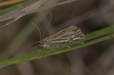 <i>Chrysocramboides craterellus</i>