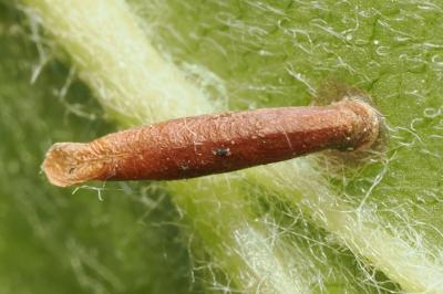 <i>Coleophora trigeminella</i>