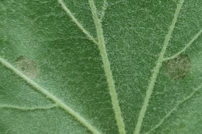 <i>Coleophora trigeminella</i>