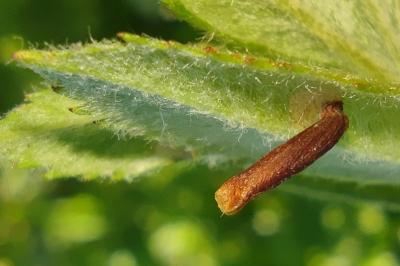 <i>Coleophora trigeminella</i>