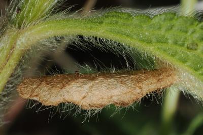 <i>Coleophora paucinotella</i>