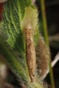 <i>Coleophora paucinotella</i>