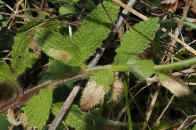 <i>Coleophora paucinotella</i>