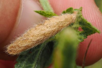 <i>Coleophora paucinotella</i>