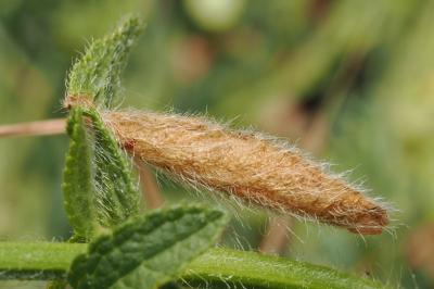 <i>Coleophora paucinotella</i>