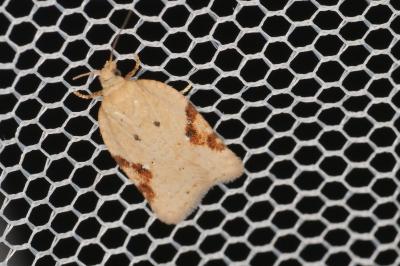 <i>Acleris ferrugana/notana</i>