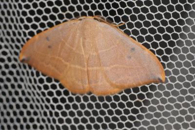 <i>Watsonalla uncinula</i>