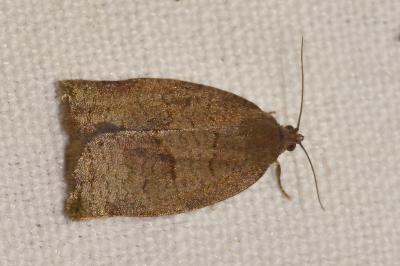 <i>Archips rosana</i>