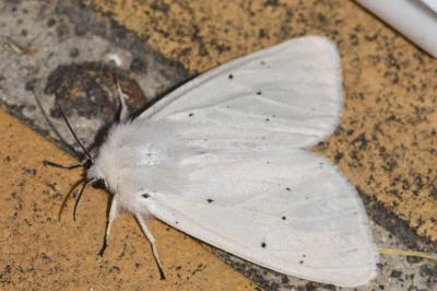 <i>Spilosoma urticae</i>