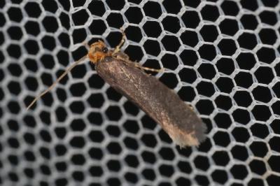 <i>Cephimallota crassiflavella</i>