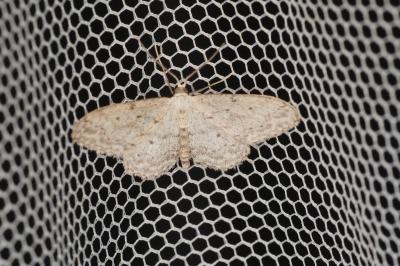 <i>Idaea seriata</i>