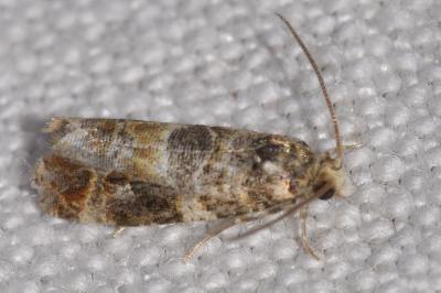<i>Lobesia botrana/reliquana</i>