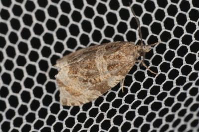<i>Celypha</i>