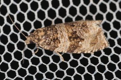 <i>Celypha</i>