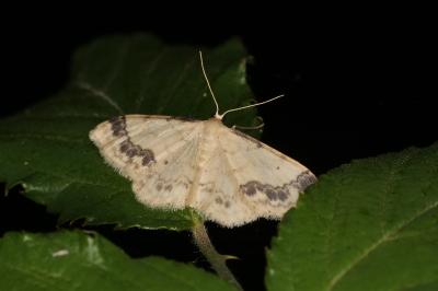 <i>Idaea trigeminata</i>