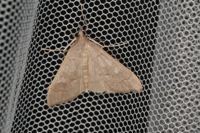 <i>Mecyna asinalis</i>