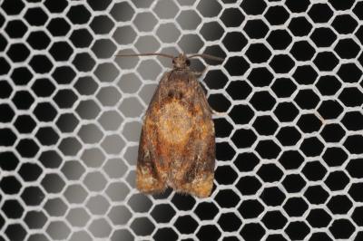 <i>Ditula angustiorana</i>