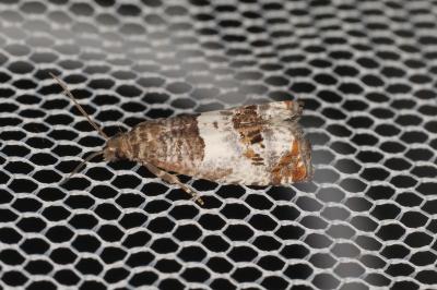 <i>Notocelia trimaculana</i>