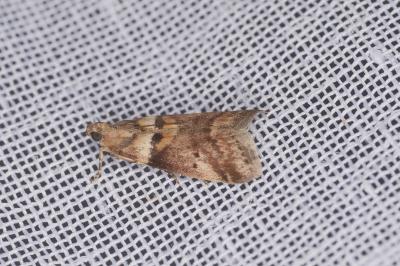 <i>Acrobasis consociella</i>