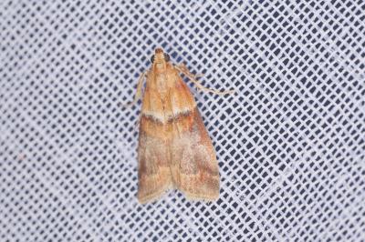 <i>Acrobasis repandana</i>