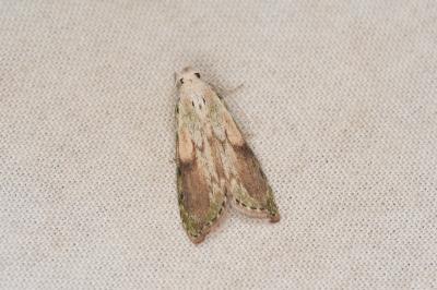 <i>Aphomia sociella</i>