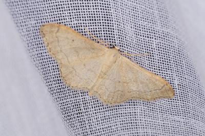 <i>Idaea aversata</i>