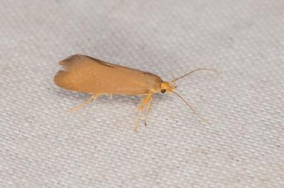 <i>Crassa unitella</i>