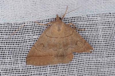 <i>Zanclognatha lunalis</i>