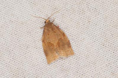 <i>Archips rosana</i>