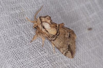 <i>Drymonia velitaris</i>