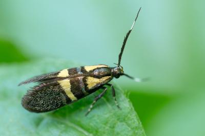 <i>Dasycera oliviella</i>