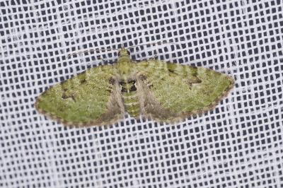 <i>Chloroclystis v-ata</i>