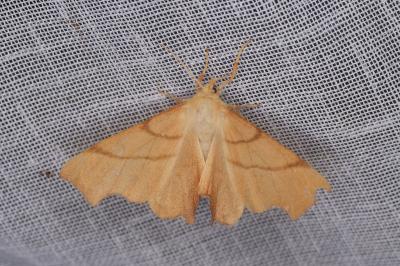 <i>Ennomos erosaria</i>