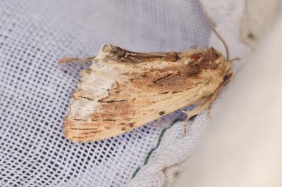 <i>Ptilodon cucullina</i>