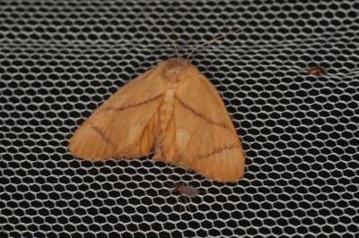 <i>Apoda limacodes</i>