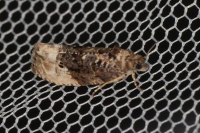 <i>Hedya nubiferana</i>