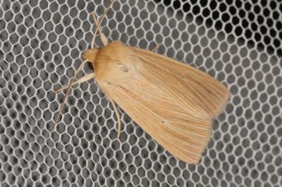 <i>Mythimna pallens</i>