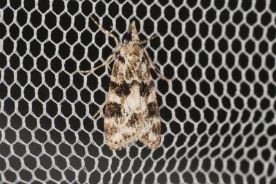 <i>Eudonia delunella</i>