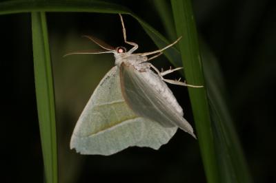 <i>Campaea margaritaria</i>