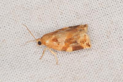 <i>Archips xylosteana</i>