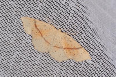 <i>Cyclophora punctaria</i>