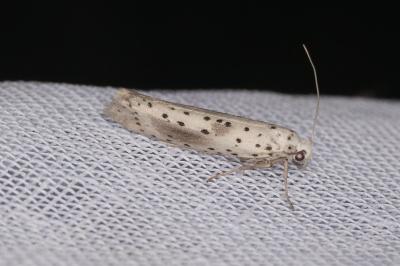 <i>Yponomeuta irrorella</i>