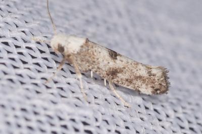 <i>Paraswammerdamia albicapitella</i>